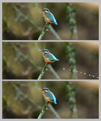 kingfisher5