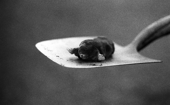 mole