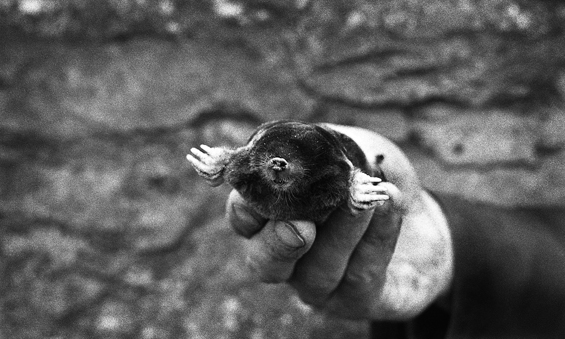 mole1