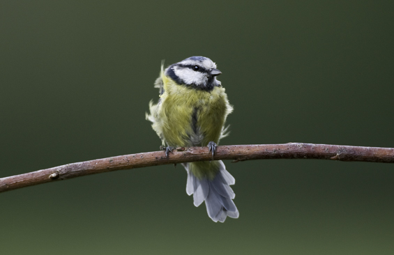 blue tit