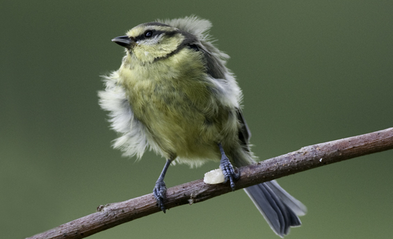 blue tit1