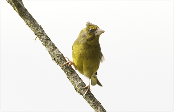 greenfinch