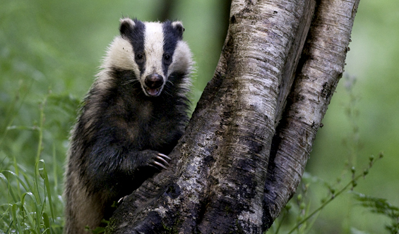 badger8
