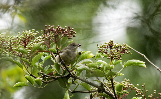 blackcap