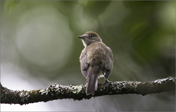 blackcap2