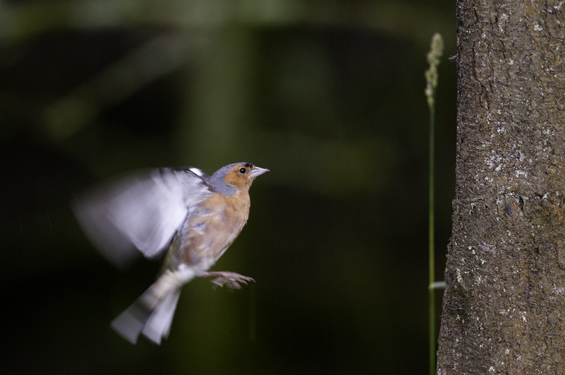 chaffinch