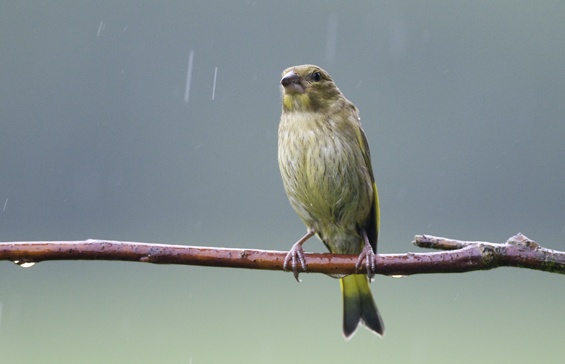 greenfinch