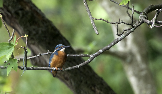 kingfisher