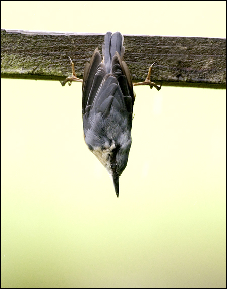 nuthatch1