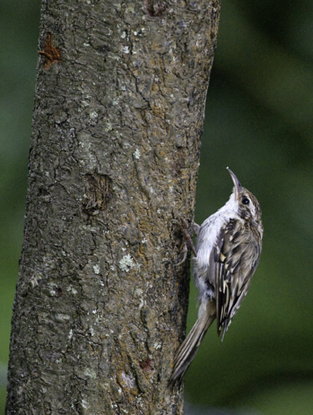 treecreeper