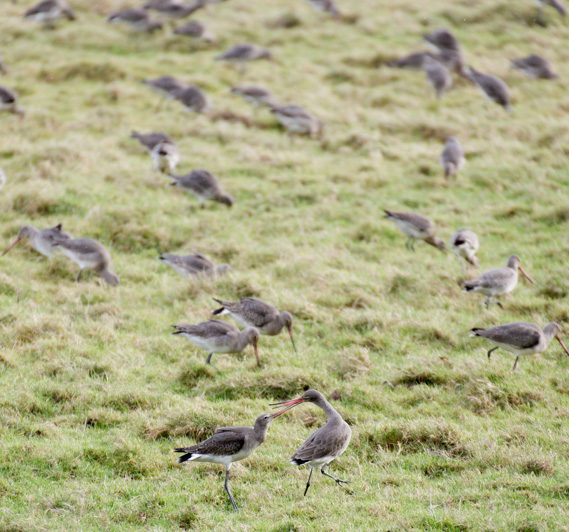 Squabbling black-tailed godwits DSC_8478